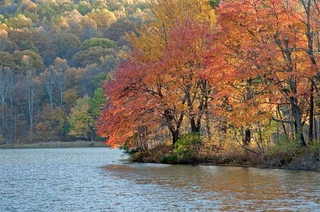 Illustration for article titled Shooting Challenge Fall Leaves Gallery 6